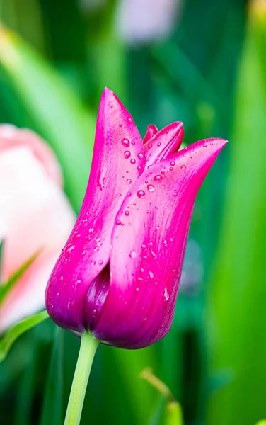 Yağmurlu mor bir laleye yaklaş