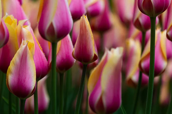 Pink Yellow Tulip Blossoms — Zdjęcie stockowe