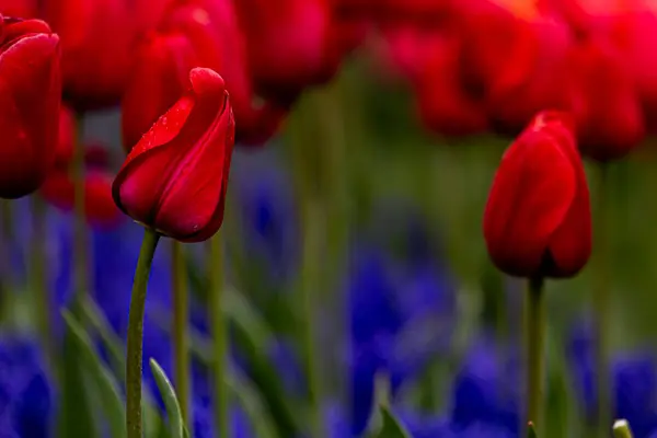 bir alandaki kırmızı lale