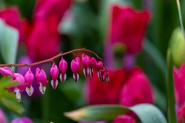 Heart Shaped Pink Flowers — Zdjęcie stockowe