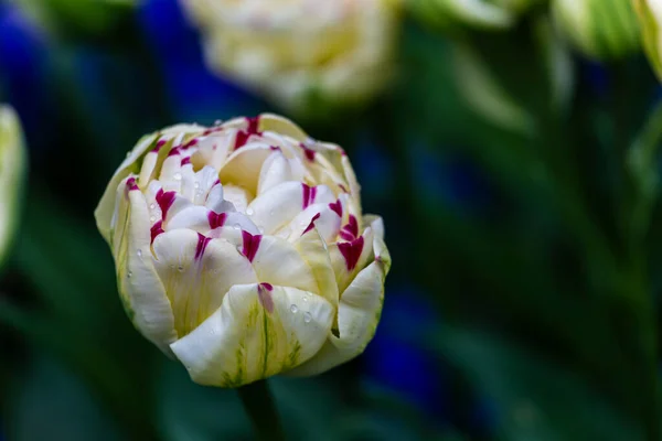 Blossom White Tulip Red Stripes — Zdjęcie stockowe