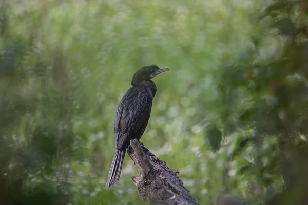 Cormorant Bird Enjoying Solidarity Forrest — Stock Photo, Image