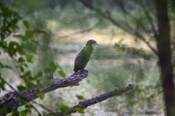 Oiseau Cormoran Solidaire Dans Forêt — Photo