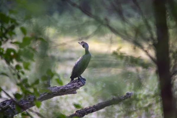 森の中で団結を楽しむ仲間の鳥 — ストック写真