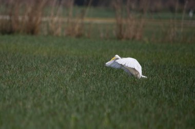 Akbalıkçılkuşu sulak arazide yiyecek arıyor.