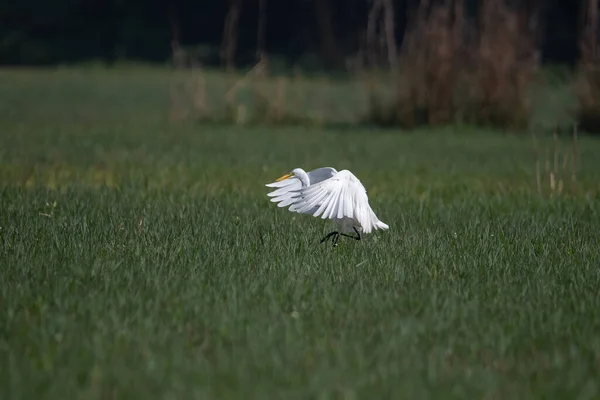 Intermediate Egret Bird Searching Food Wetland — Stock Photo, Image