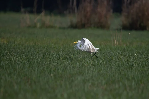 Intermediate Egret Bird Searching Food Wetland — Stock Photo, Image