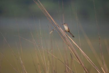 Kahverengi Prinia kuşu güveyle besleniyor. Kuzey Hindistan 'ın sulak alanları yakınlarında yakaladık.