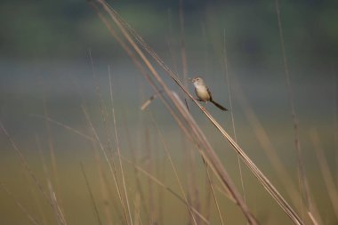 Kahverengi Prinia kuşu güveyle besleniyor. Kuzey Hindistan 'ın sulak alanları yakınlarında yakaladık.