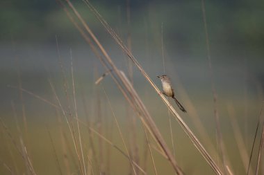 Kahverengi Prinia kuşu güveyle besleniyor. Kuzey Hindistan 'ın sulak alanları yakınlarında yakaladık.