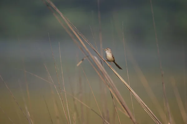 Pájaro Prinia Marrón Alimentándose Una Polilla Atrapé Cerca Los Humedales — Foto de Stock