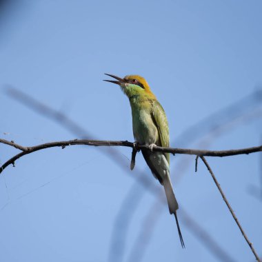 Arı yiyici bir dalda oturuyor ve güneş ışığının tadını çıkarıyor