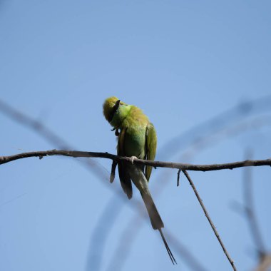 Arı yiyici bir dalda oturuyor ve güneş ışığının tadını çıkarıyor