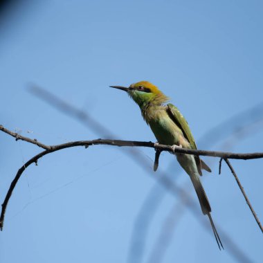 Arı yiyici bir dalda oturuyor ve güneş ışığının tadını çıkarıyor