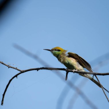 Arı yiyici bir dalda oturuyor ve güneş ışığının tadını çıkarıyor