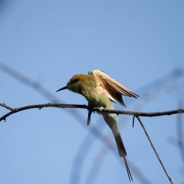Arı yiyici bir dalda oturuyor ve güneş ışığının tadını çıkarıyor