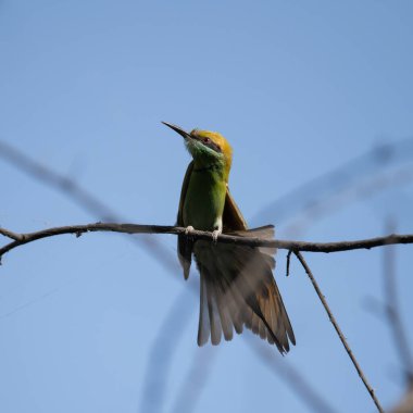 Arı yiyici bir dalda oturuyor ve güneş ışığının tadını çıkarıyor