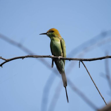 Arı yiyici bir dalda oturuyor ve güneş ışığının tadını çıkarıyor