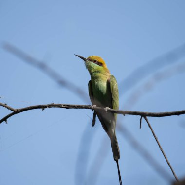 Arı yiyici bir dalda oturuyor ve güneş ışığının tadını çıkarıyor
