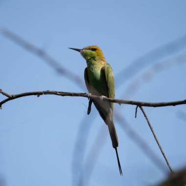 Arı yiyici bir dalda oturuyor ve güneş ışığının tadını çıkarıyor