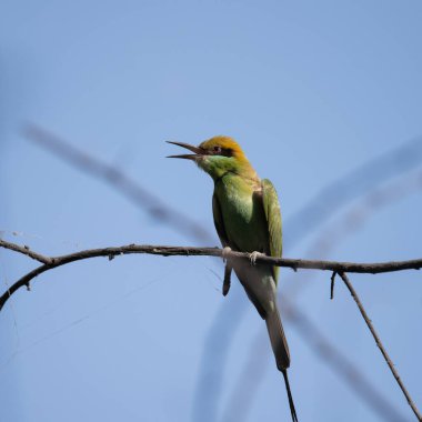 Arı yiyici bir dalda oturuyor ve güneş ışığının tadını çıkarıyor