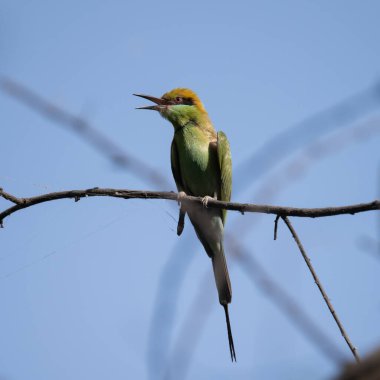 Arı yiyici bir dalda oturuyor ve güneş ışığının tadını çıkarıyor