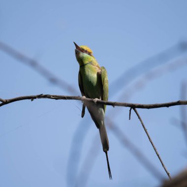 Arı yiyici bir dalda oturuyor ve güneş ışığının tadını çıkarıyor