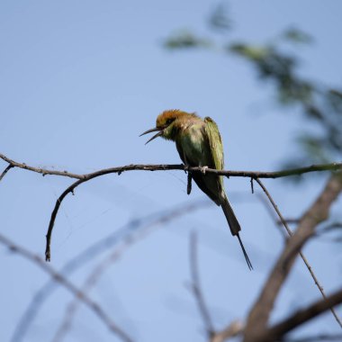Arı yiyici bir dalda oturuyor ve güneş ışığının tadını çıkarıyor