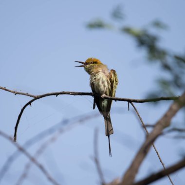 Arı yiyici bir dalda oturuyor ve güneş ışığının tadını çıkarıyor