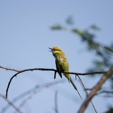 Arı yiyici bir dalda oturuyor ve güneş ışığının tadını çıkarıyor