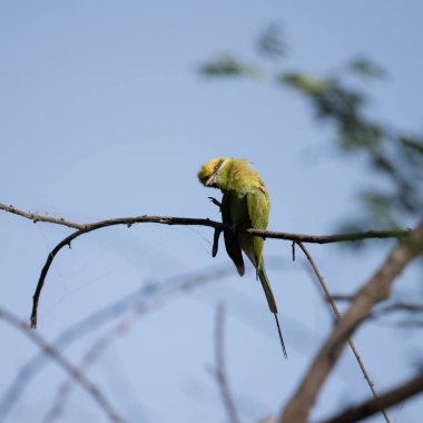 Arı yiyici bir dalda oturuyor ve güneş ışığının tadını çıkarıyor