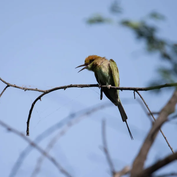 Bee Eater Sentado Una Rama Disfrutando Luz Del Sol — Foto de Stock