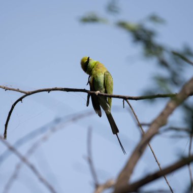 Arı yiyici bir dalda oturuyor ve güneş ışığının tadını çıkarıyor