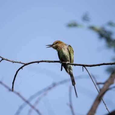 Arı yiyici bir dalda oturuyor ve güneş ışığının tadını çıkarıyor