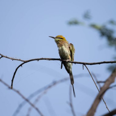 Arı yiyici bir dalda oturuyor ve güneş ışığının tadını çıkarıyor