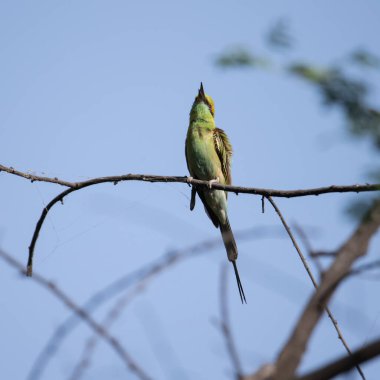 Arı yiyici bir dalda oturuyor ve güneş ışığının tadını çıkarıyor
