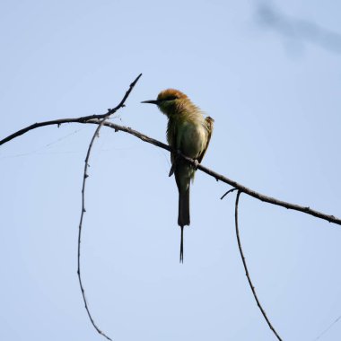 Arı yiyici bir dalda oturuyor ve güneş ışığının tadını çıkarıyor