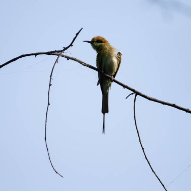 Arı yiyici bir dalda oturuyor ve güneş ışığının tadını çıkarıyor