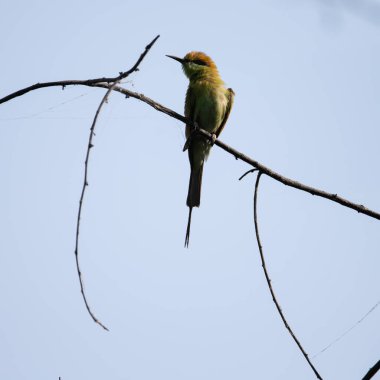Arı yiyici bir dalda oturuyor ve güneş ışığının tadını çıkarıyor