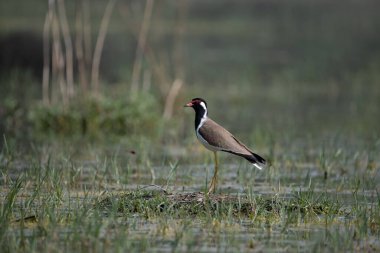 Kızıl gerdanlı Lapwing Kuzey Hindistan 'daki sulak arazide dolaşıyor.