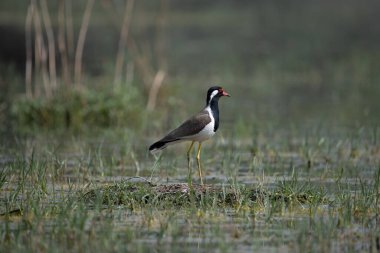 Kızıl gerdanlı Lapwing Kuzey Hindistan 'daki sulak arazide dolaşıyor.