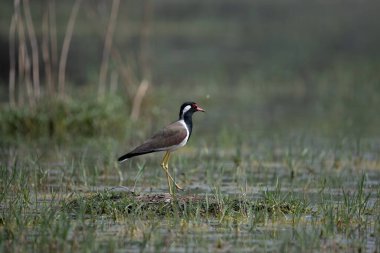 Kızıl gerdanlı Lapwing Kuzey Hindistan 'daki sulak arazide dolaşıyor.