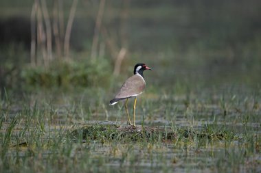 Kızıl gerdanlı Lapwing Kuzey Hindistan 'daki sulak arazide dolaşıyor.