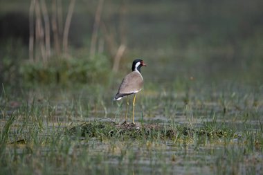 Kızıl gerdanlı Lapwing Kuzey Hindistan 'daki sulak arazide dolaşıyor.