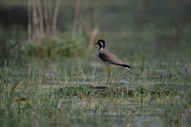 Kızıl gerdanlı Lapwing Kuzey Hindistan 'daki sulak arazide dolaşıyor.