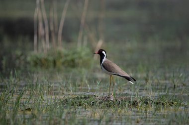 Kızıl gerdanlı Lapwing Kuzey Hindistan 'daki sulak arazide dolaşıyor.
