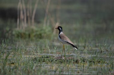 Kızıl gerdanlı Lapwing Kuzey Hindistan 'daki sulak arazide dolaşıyor.