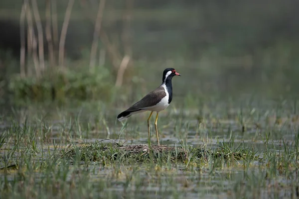 Kızıl gerdanlı Lapwing Kuzey Hindistan 'daki sulak arazide dolaşıyor.