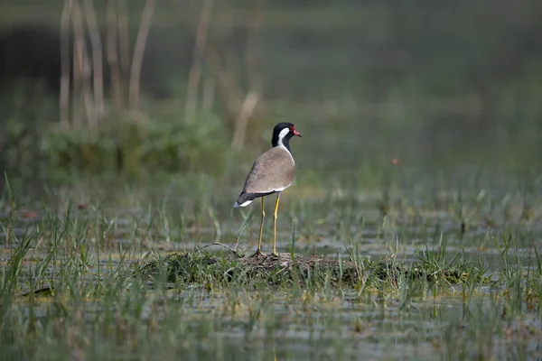 Kızıl gerdanlı Lapwing Kuzey Hindistan 'daki sulak arazide dolaşıyor.