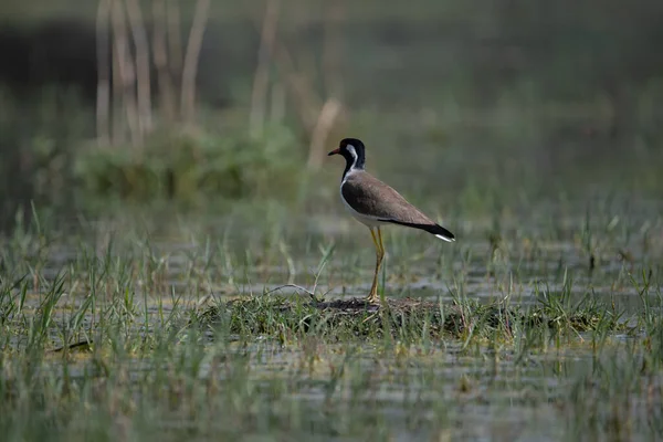 Kızıl gerdanlı Lapwing Kuzey Hindistan 'daki sulak arazide dolaşıyor.